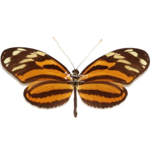 HELICONIUS ISMENIUS TELCHINIA The Ismenus Longwing butterfly